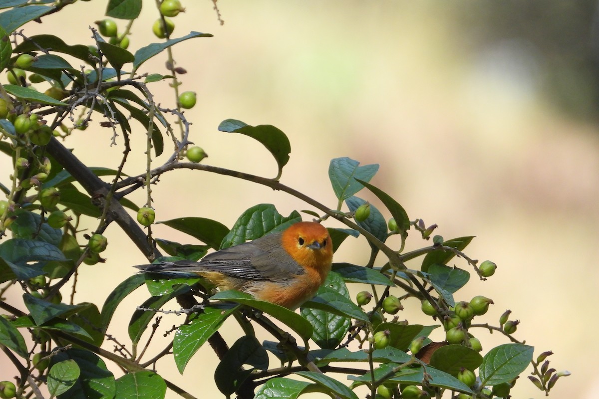 Rufous-chested Tanager - ML626851447