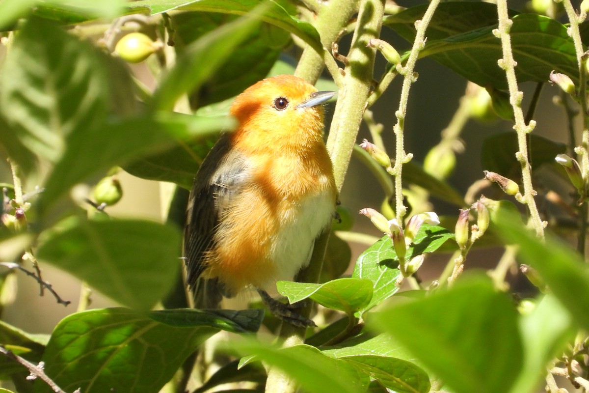Rufous-chested Tanager - ML626851450