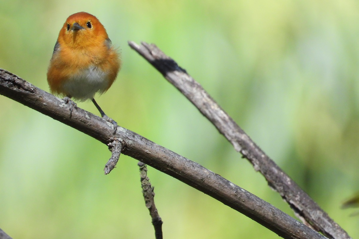 Rufous-chested Tanager - ML626851454
