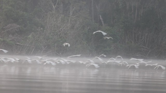 Eastern Cattle-Egret - ML626851489