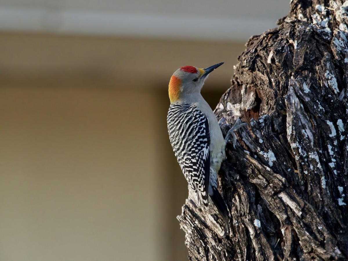 Golden-fronted Woodpecker - ML626851502