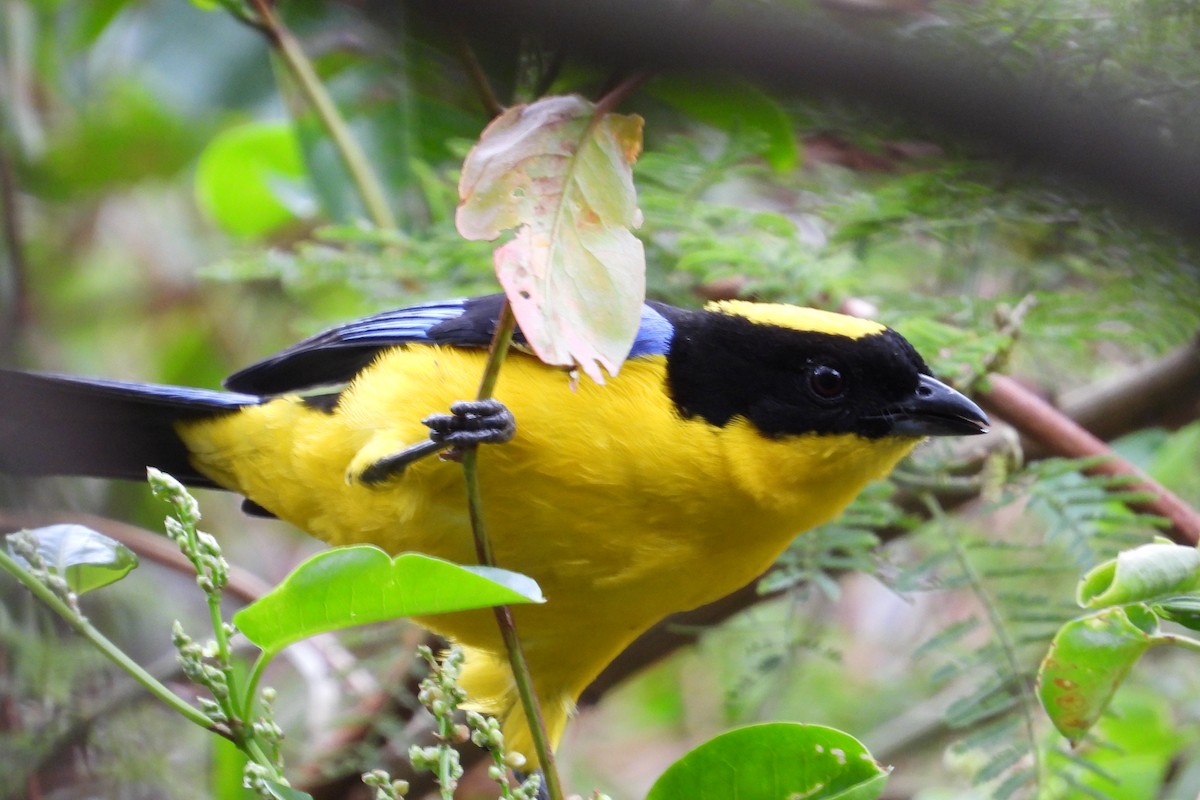 Blue-winged Mountain Tanager - ML626851507