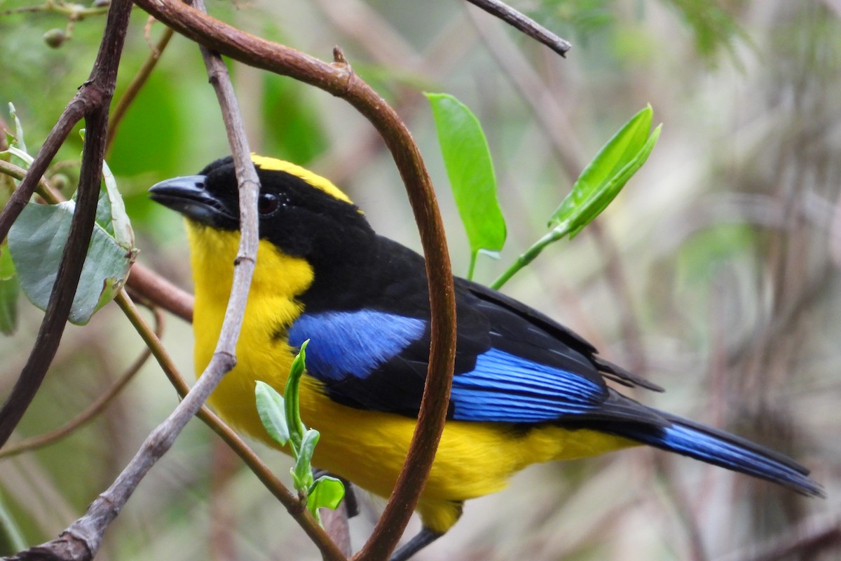 Blue-winged Mountain Tanager - ML626851513