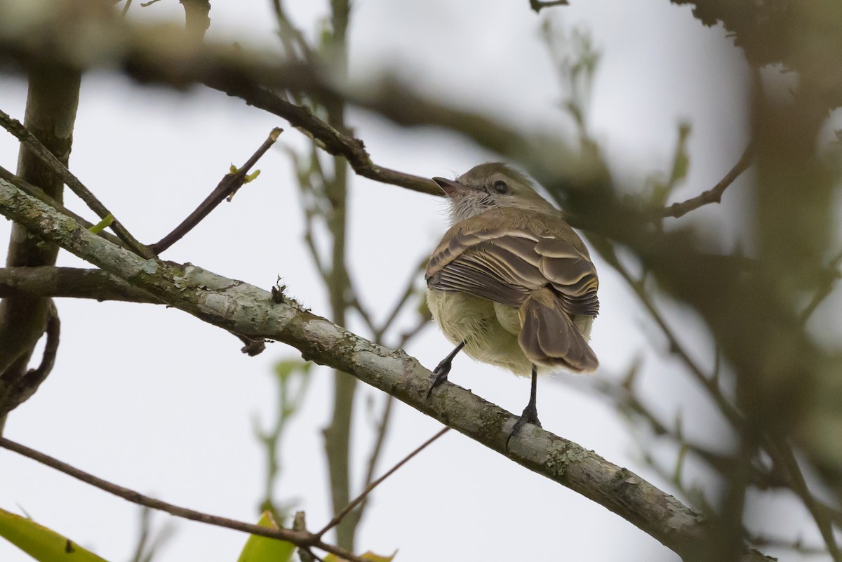 Mouse-colored Tyrannulet (Northern) - ML626851614