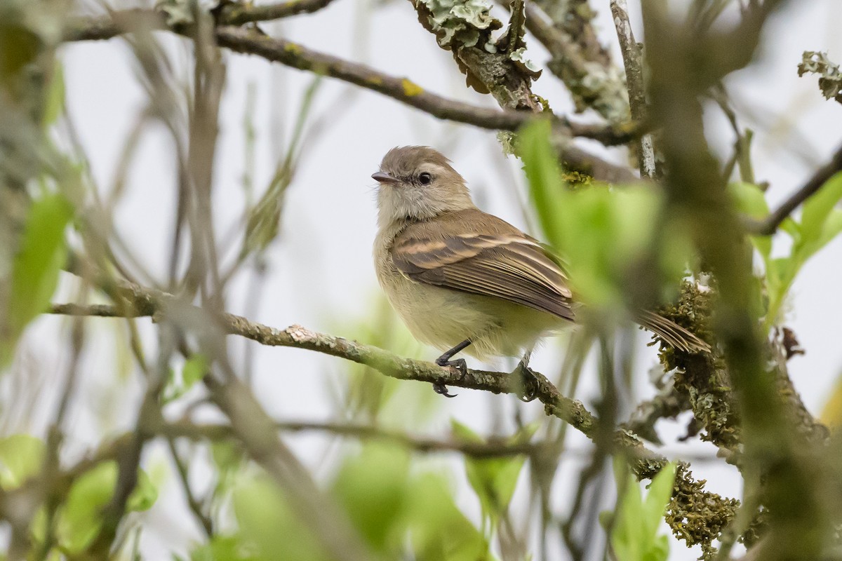 Mouse-colored Tyrannulet (Northern) - ML626851615