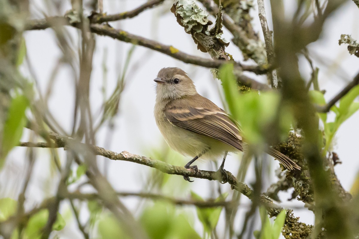 Mouse-colored Tyrannulet (Northern) - ML626851616