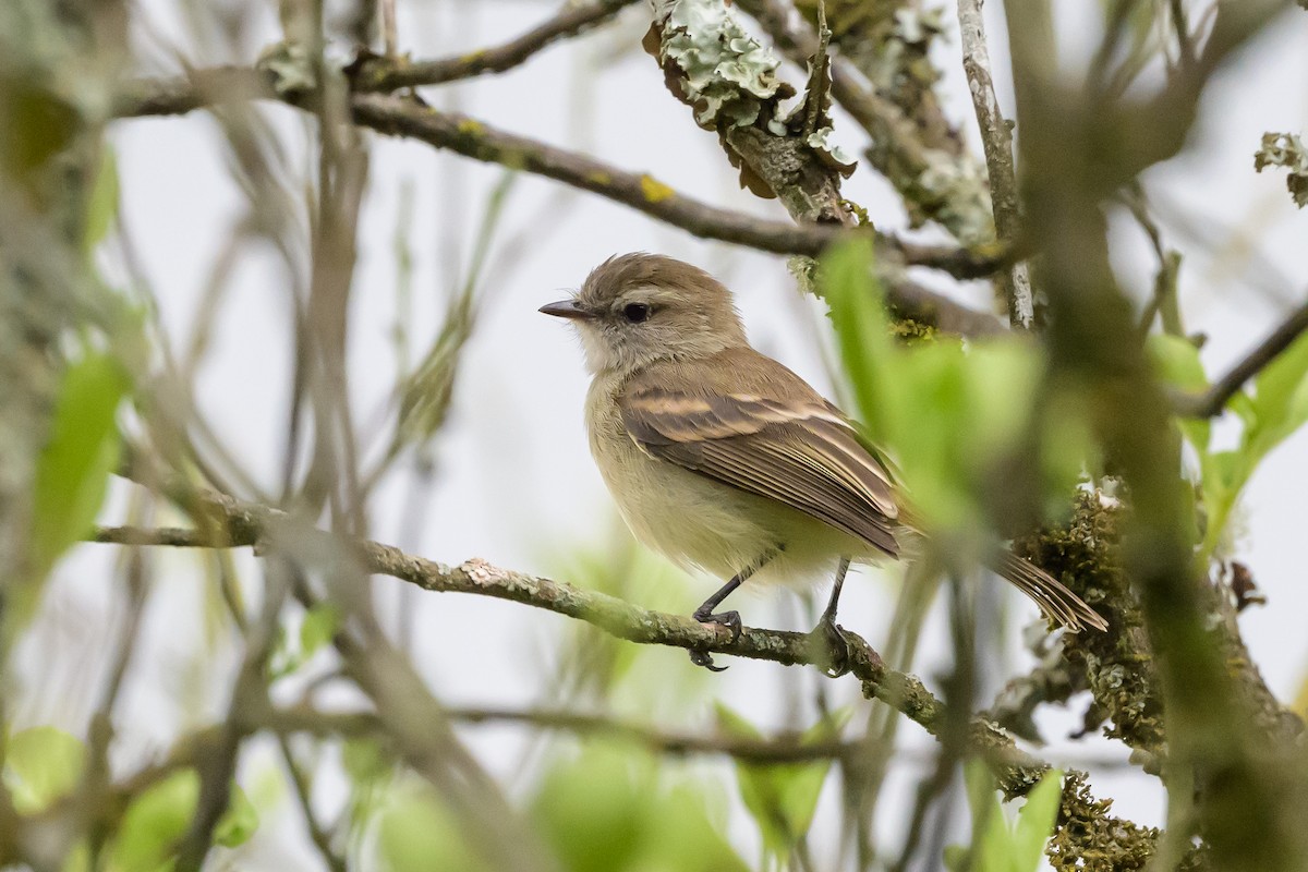 Mouse-colored Tyrannulet (Northern) - ML626851617