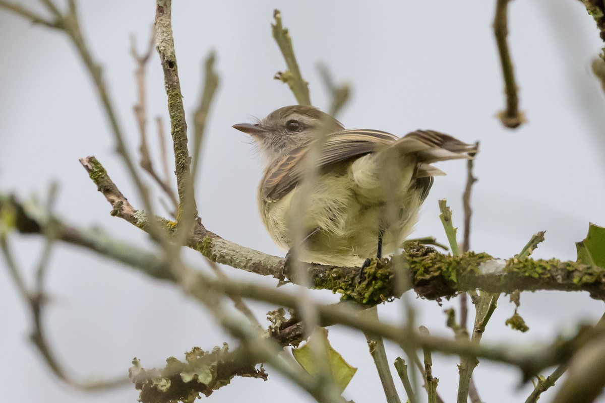 Mouse-colored Tyrannulet (Northern) - ML626851618