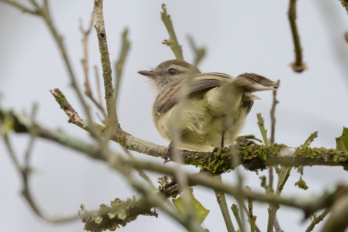 Mouse-colored Tyrannulet (Northern) - ML626851619