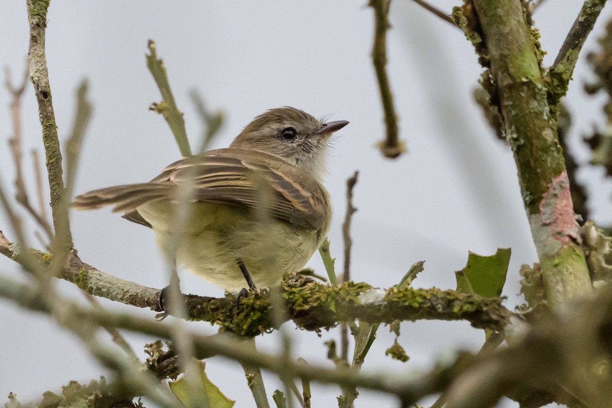 Mouse-colored Tyrannulet (Northern) - ML626851620