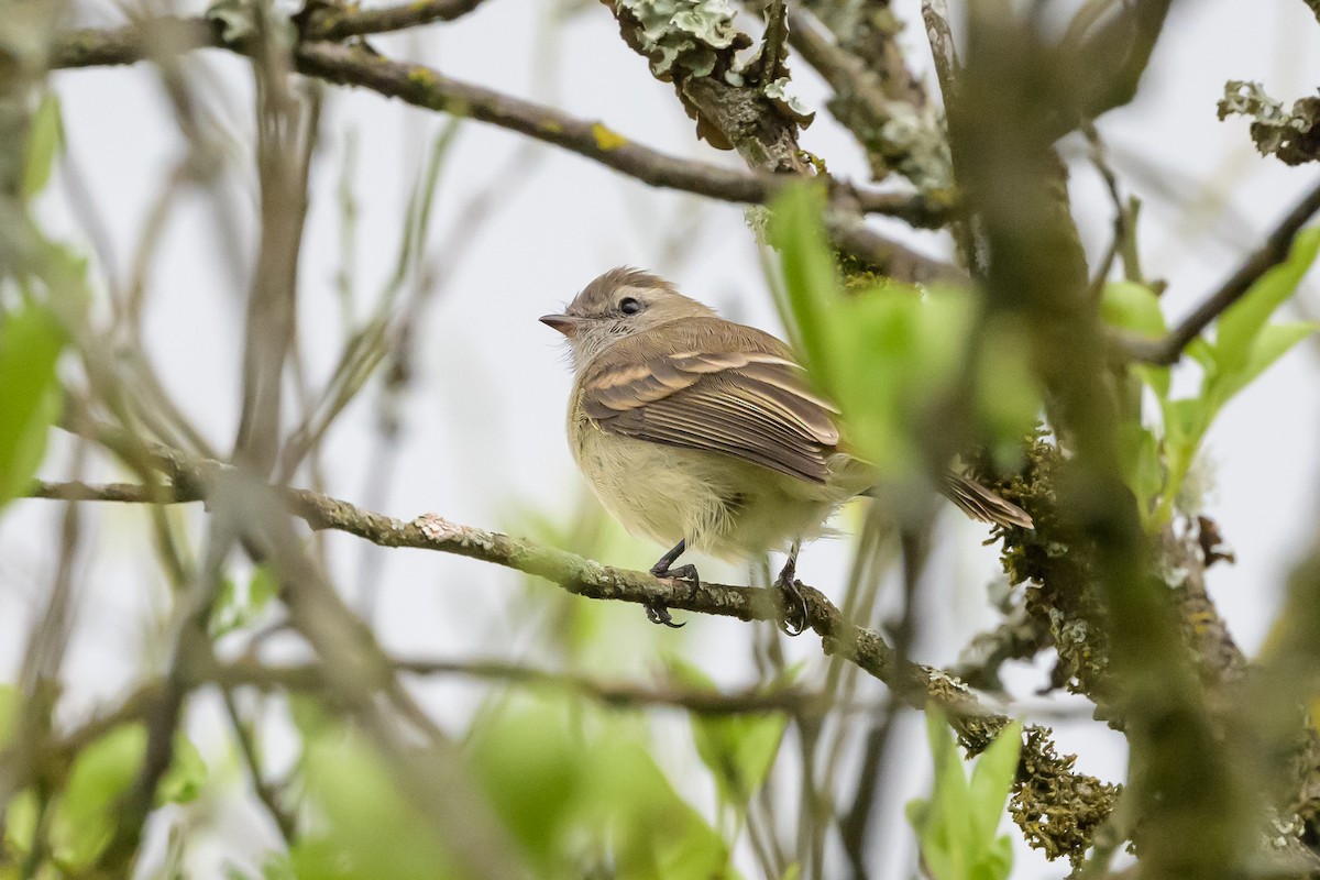 Mouse-colored Tyrannulet (Northern) - ML626851621