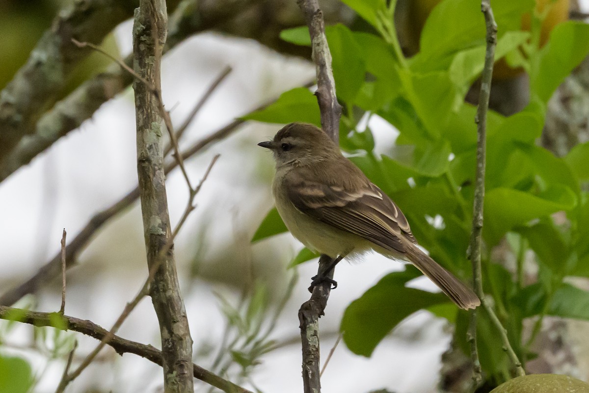 Mouse-colored Tyrannulet (Northern) - ML626851622