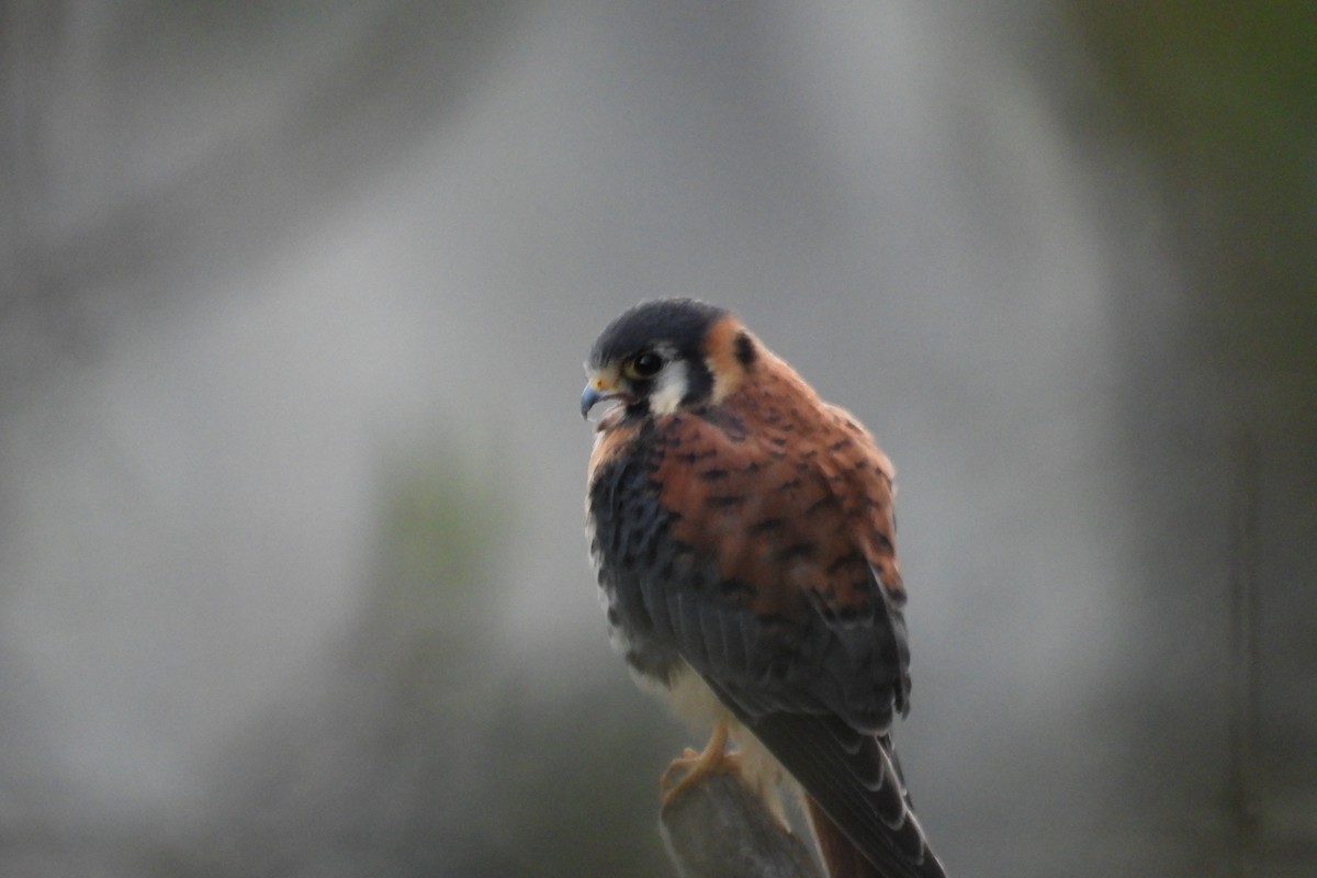 American Kestrel - ML626851776