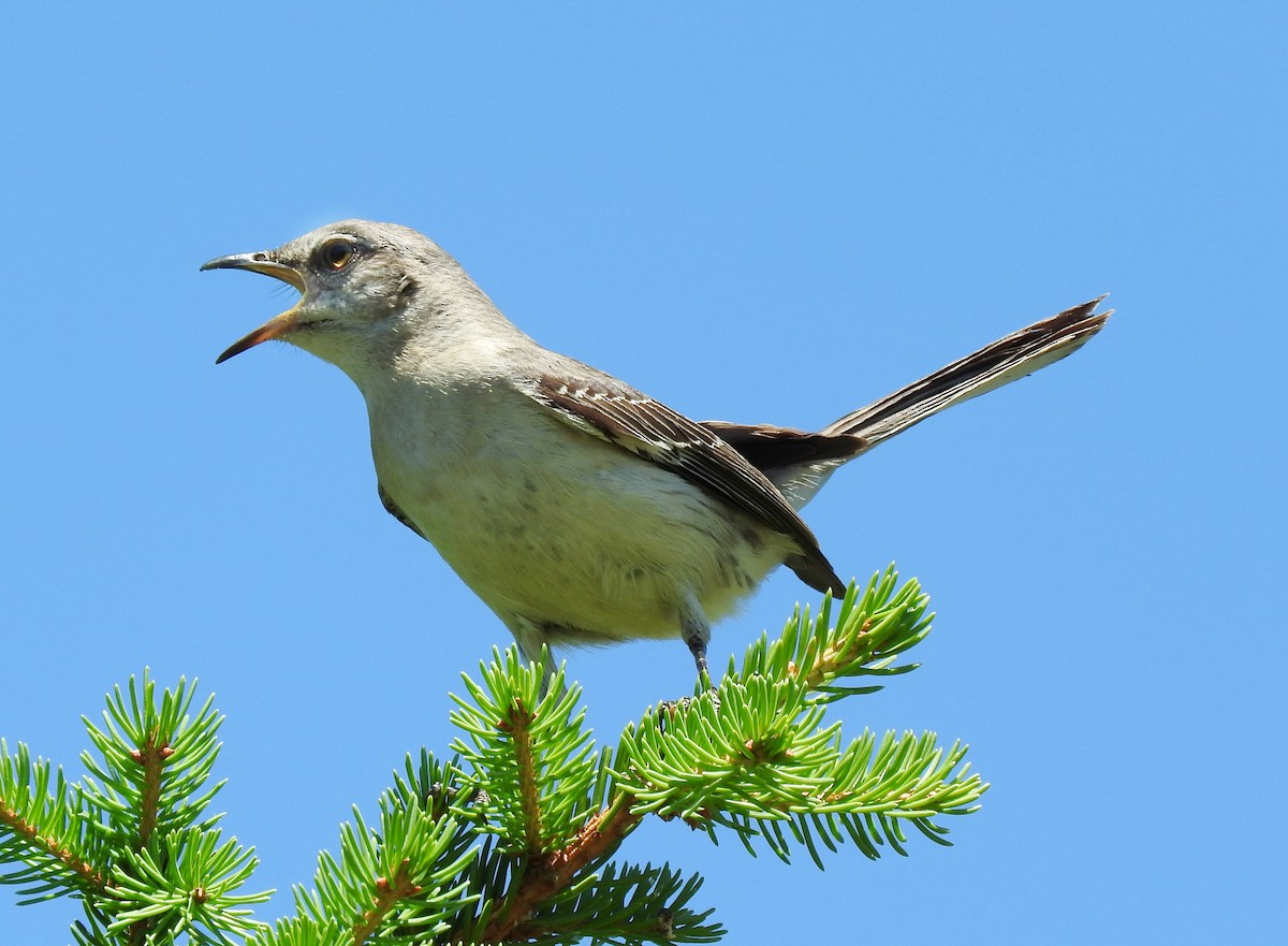 Northern Mockingbird - ML62685211