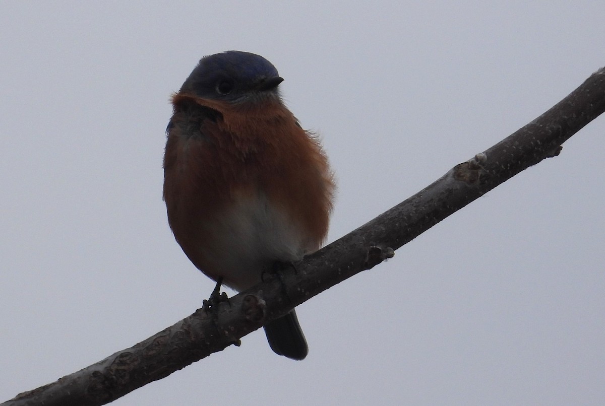 Eastern Bluebird - ML626852129