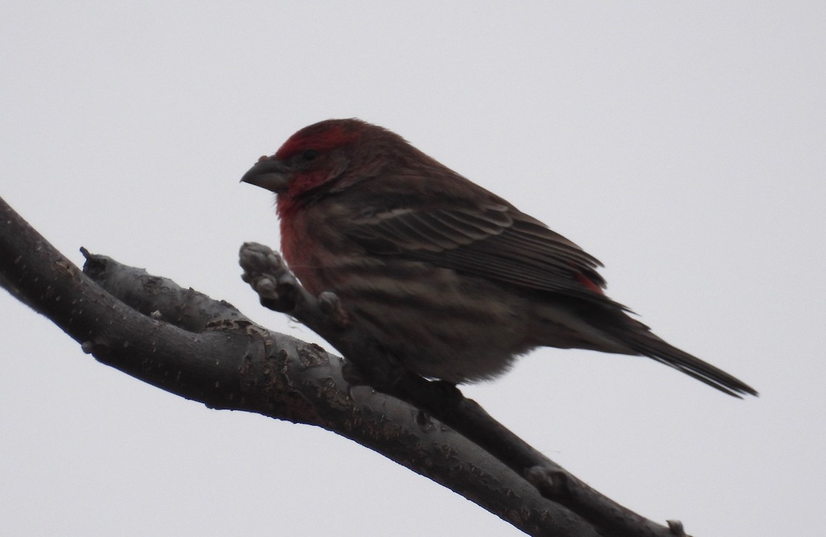 House Finch - ML626852132