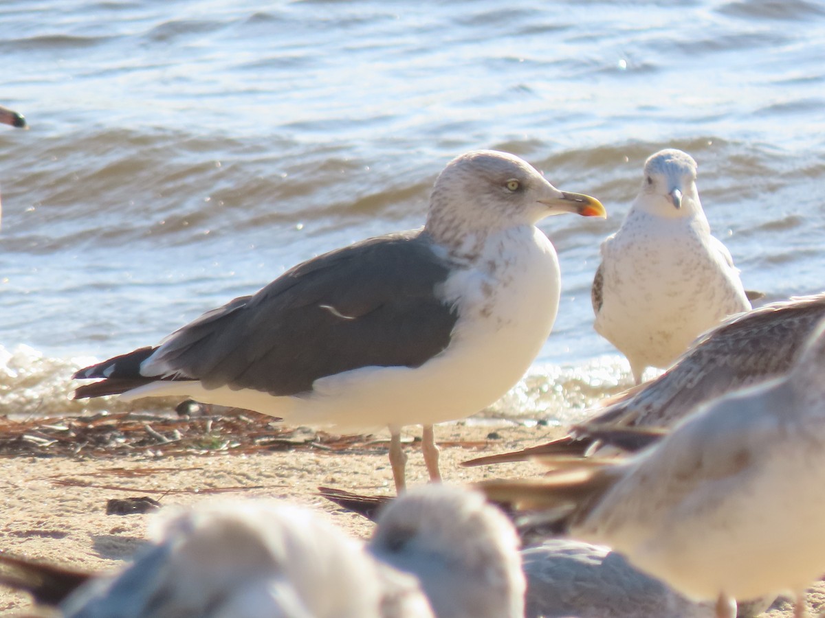 Lesser Black-backed Gull - ML626852202
