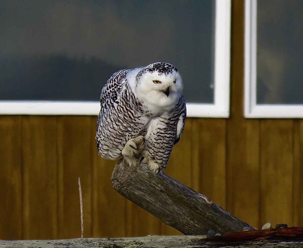 Snowy Owl - ML626852749