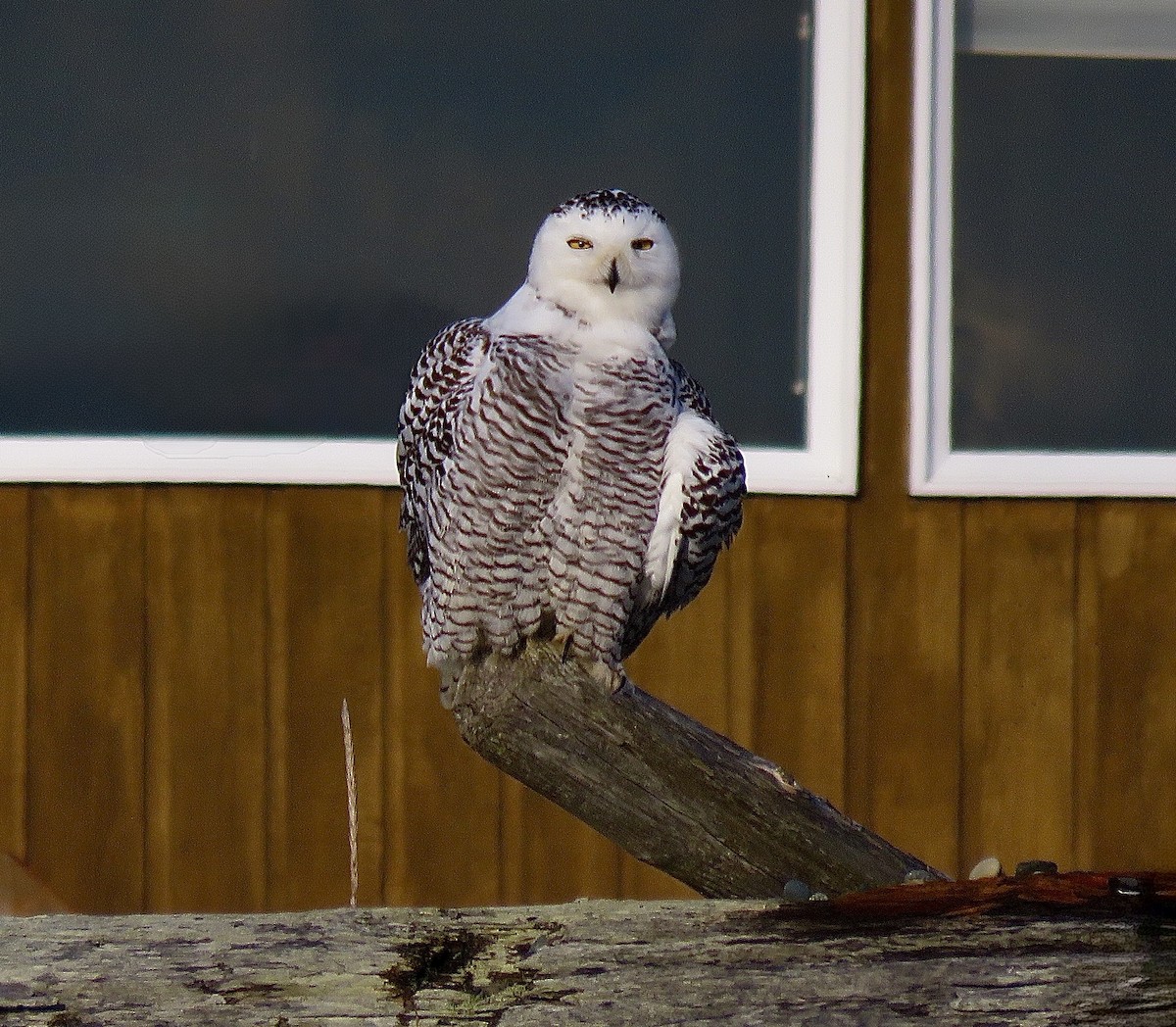 Snowy Owl - ML626852750