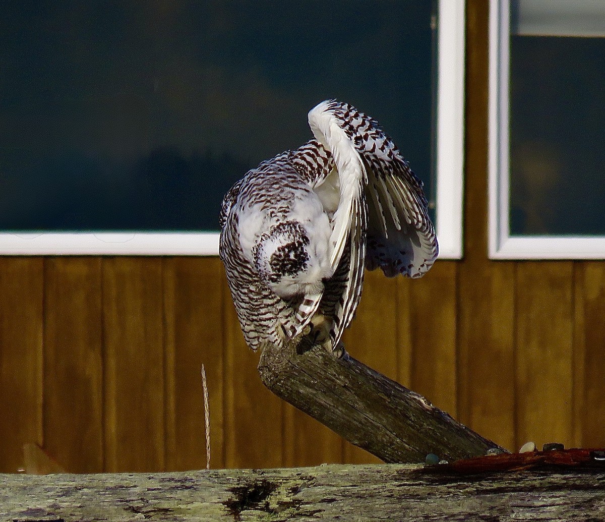 Snowy Owl - ML626852751