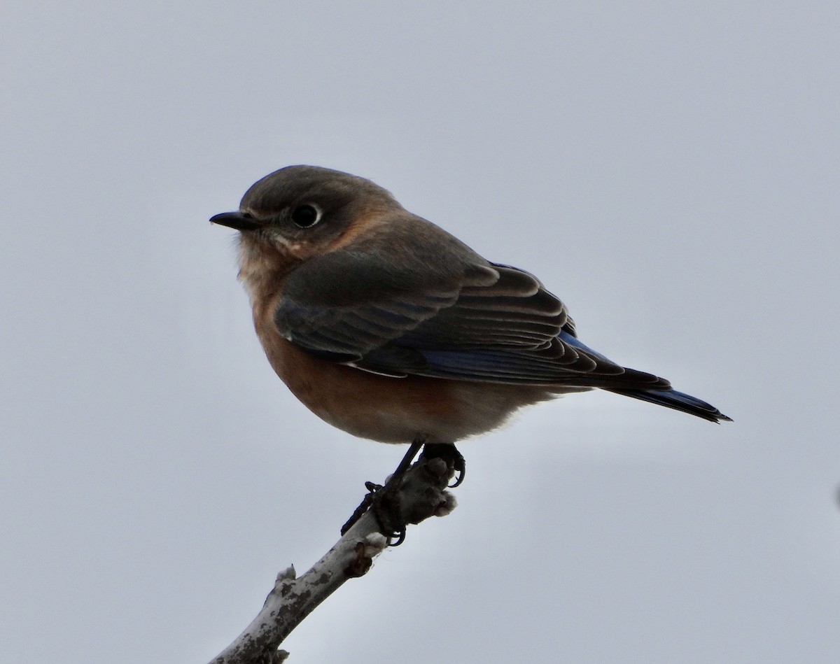 Eastern Bluebird - ML626852935