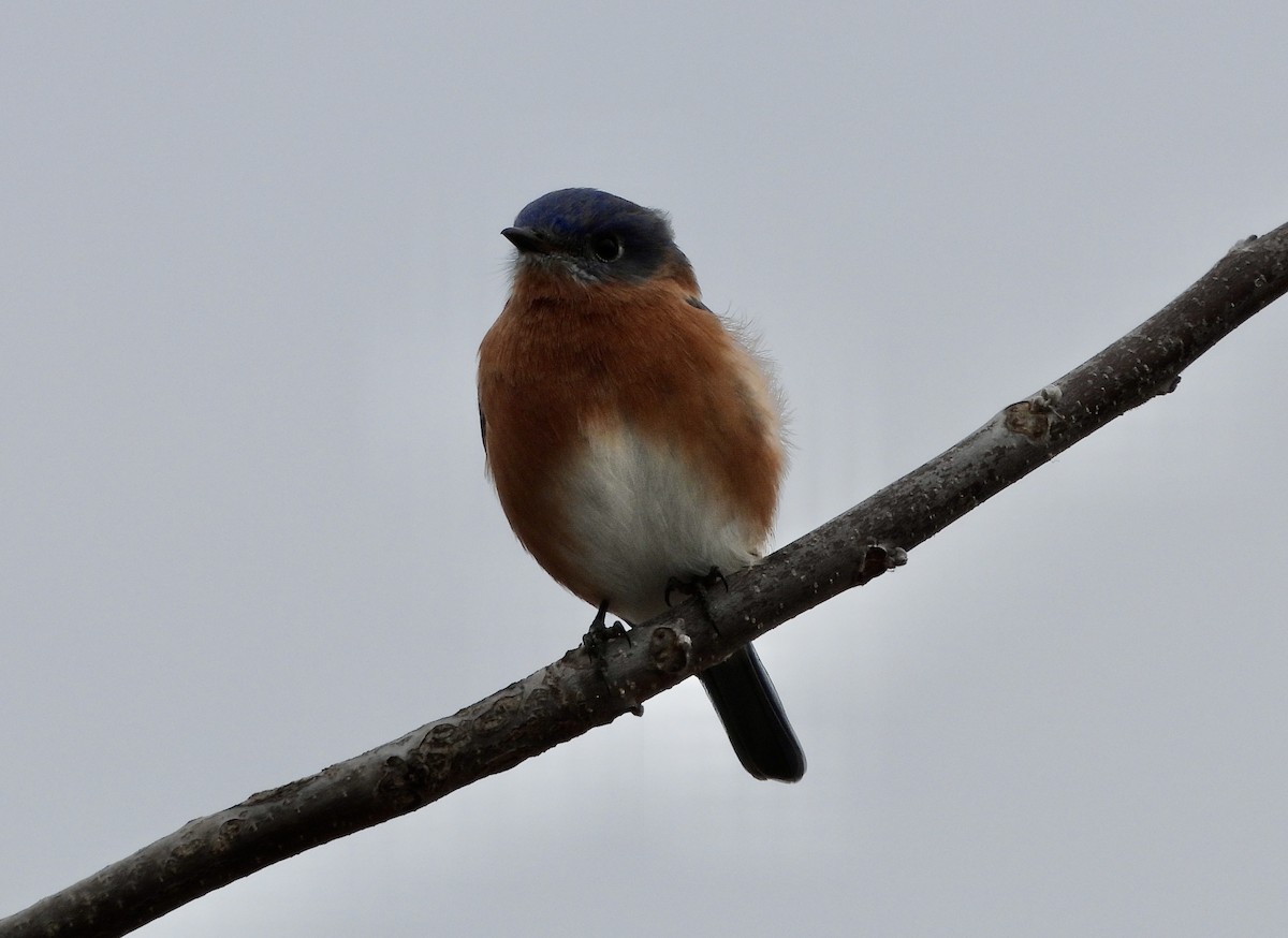 Eastern Bluebird - ML626852936