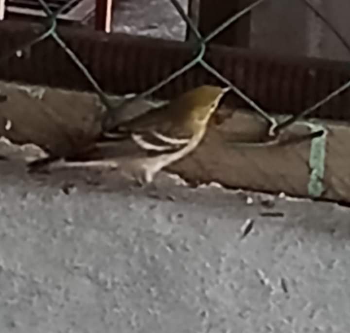 Bay-breasted Warbler - ML626853064