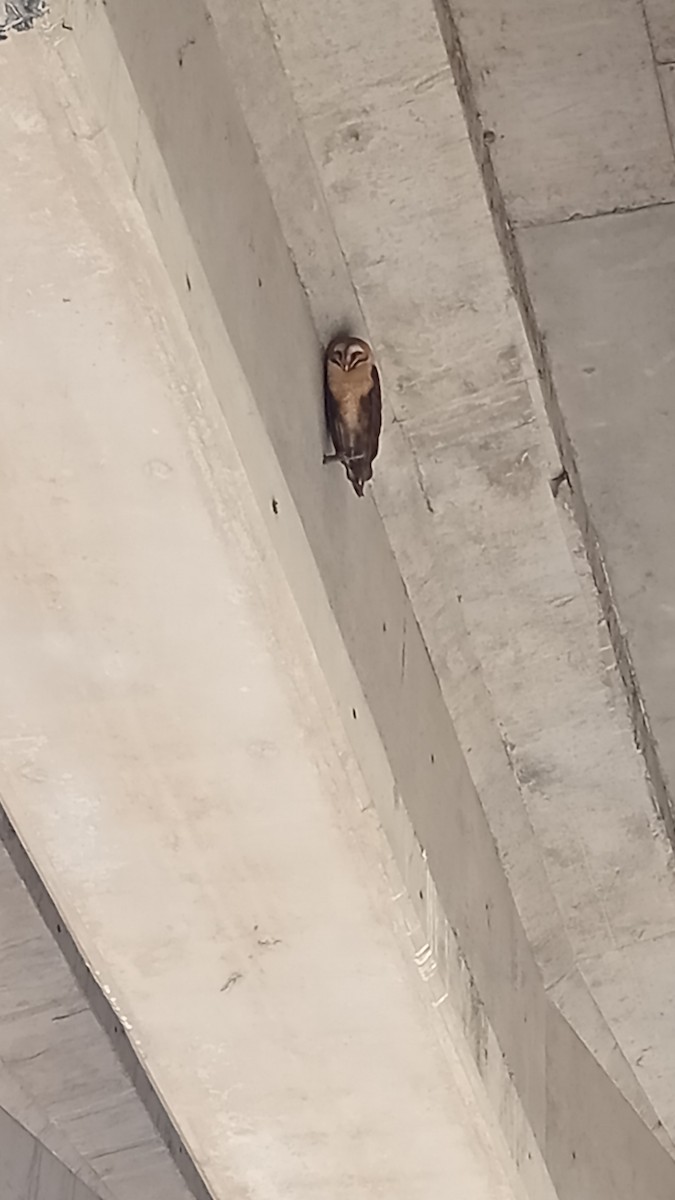 American Barn Owl - ML626853073