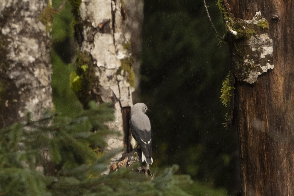 Clark's Nutcracker - ML626853183