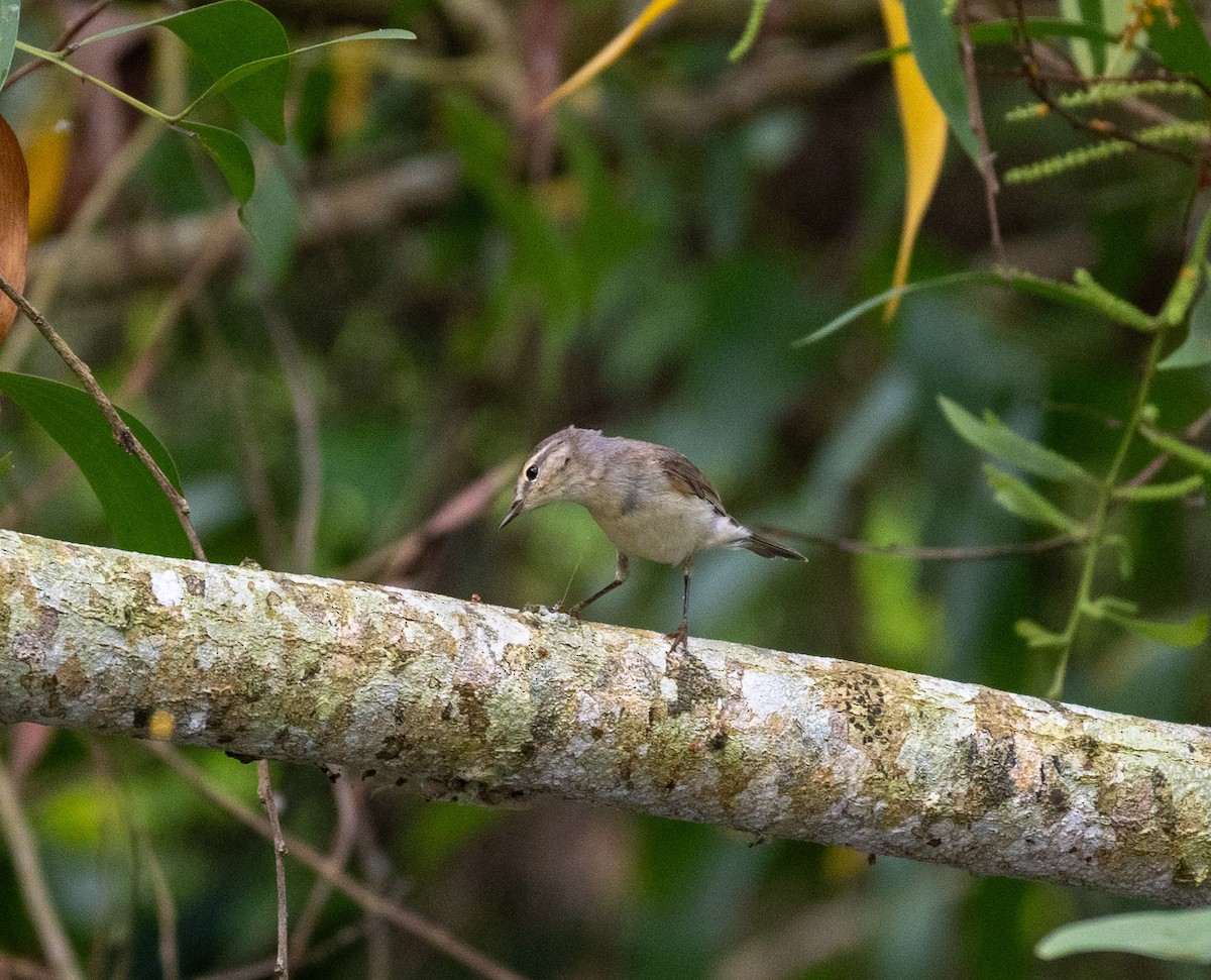 チフチャフ（collybita グループ） - ML626853234