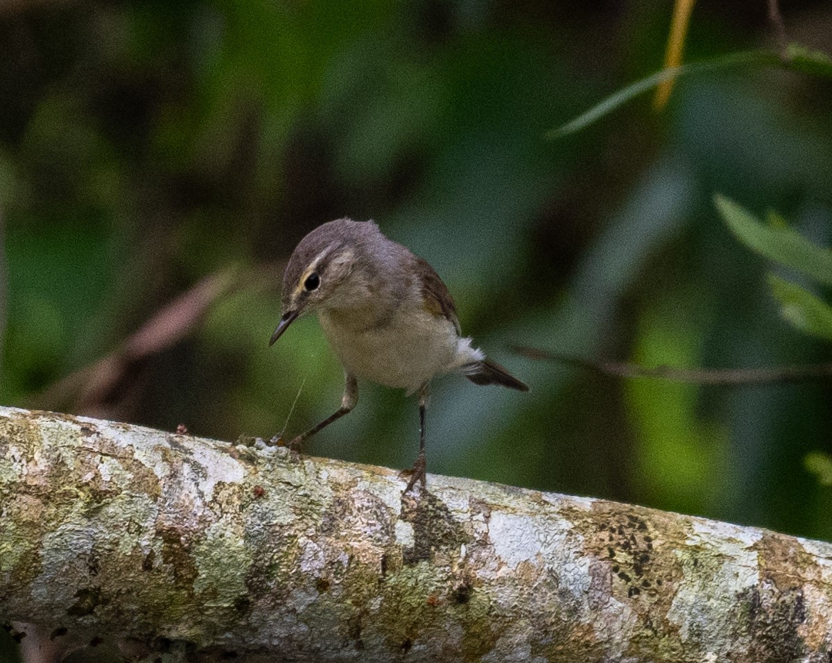 チフチャフ（collybita グループ） - ML626853235