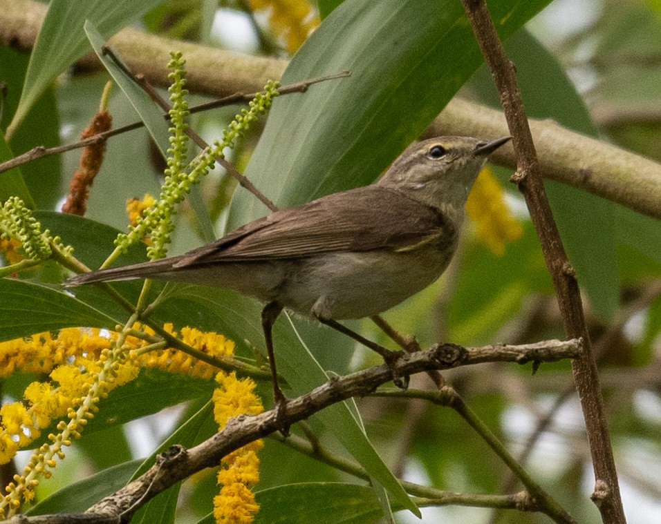 チフチャフ（collybita グループ） - ML626853236