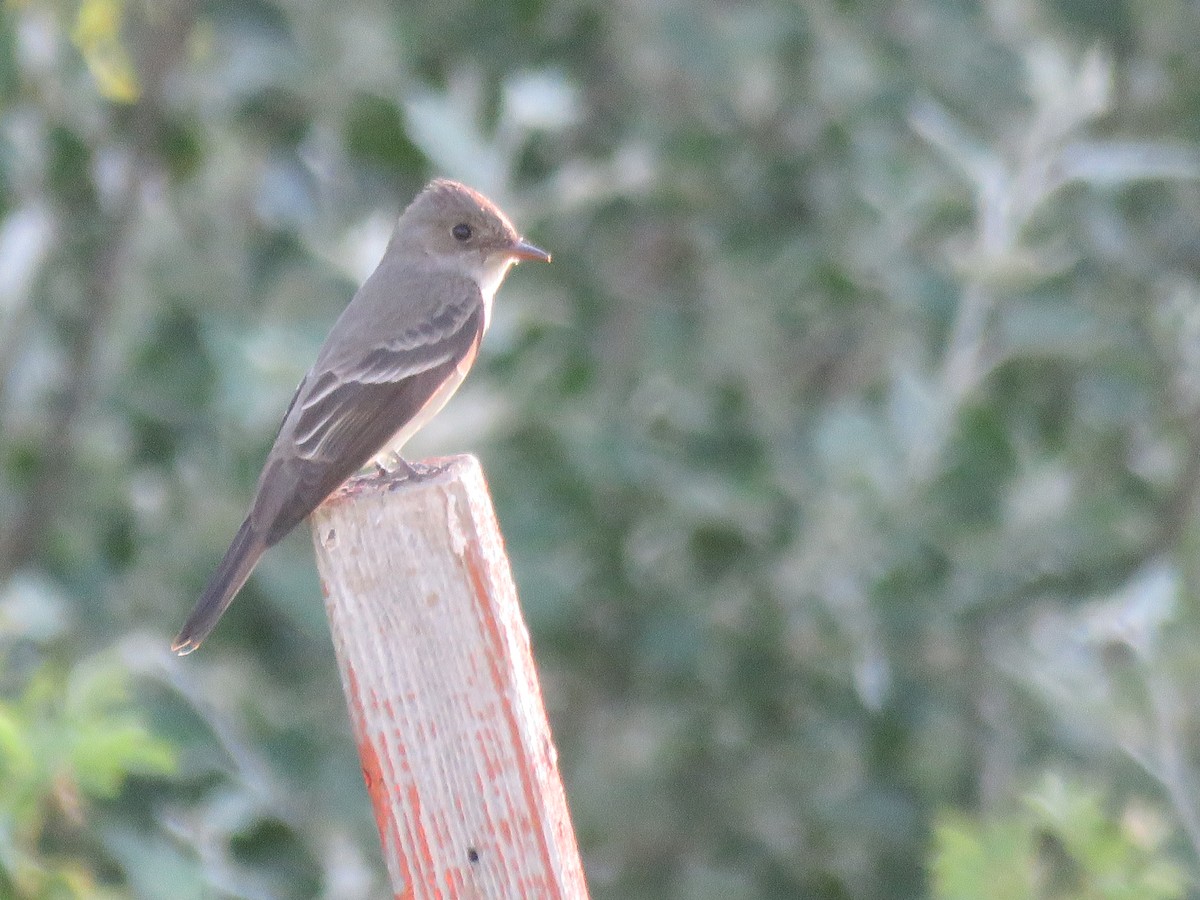 Western Wood-Pewee - ML62685331