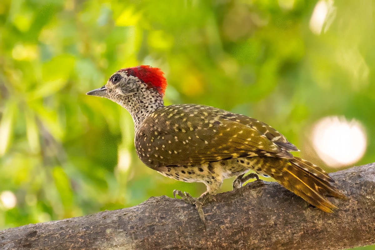 Green-backed Woodpecker - ML626853375