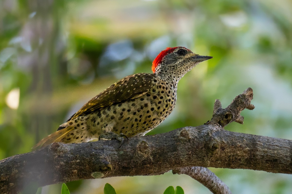 Green-backed Woodpecker - ML626853376