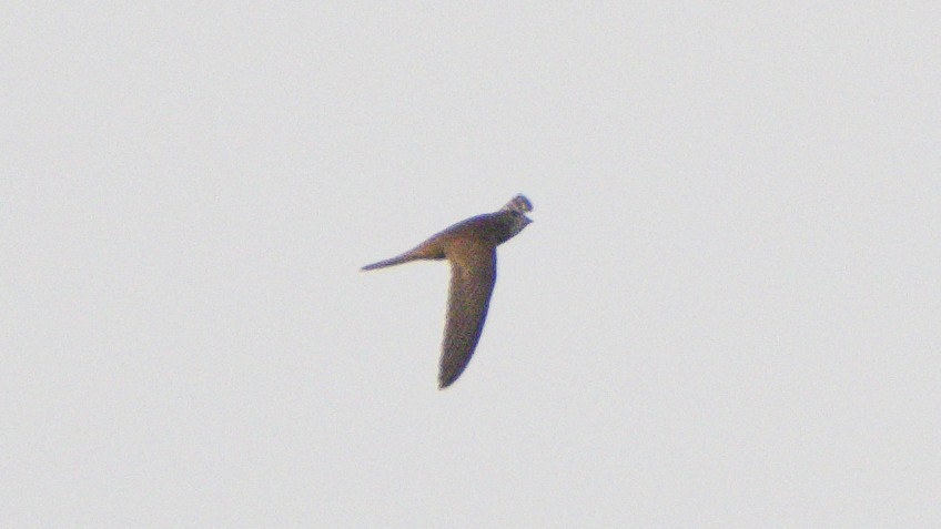 Vencejo Común - ML626853419