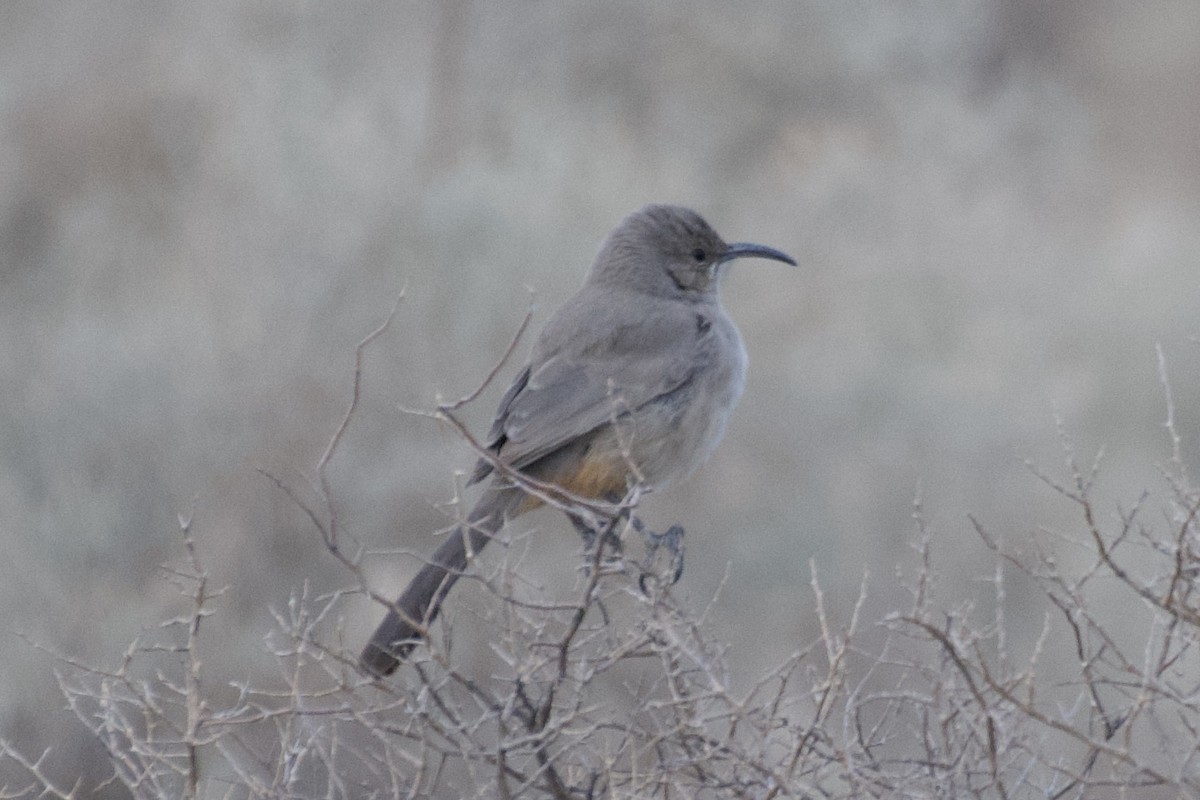 LeConte's Thrasher - ML626853422