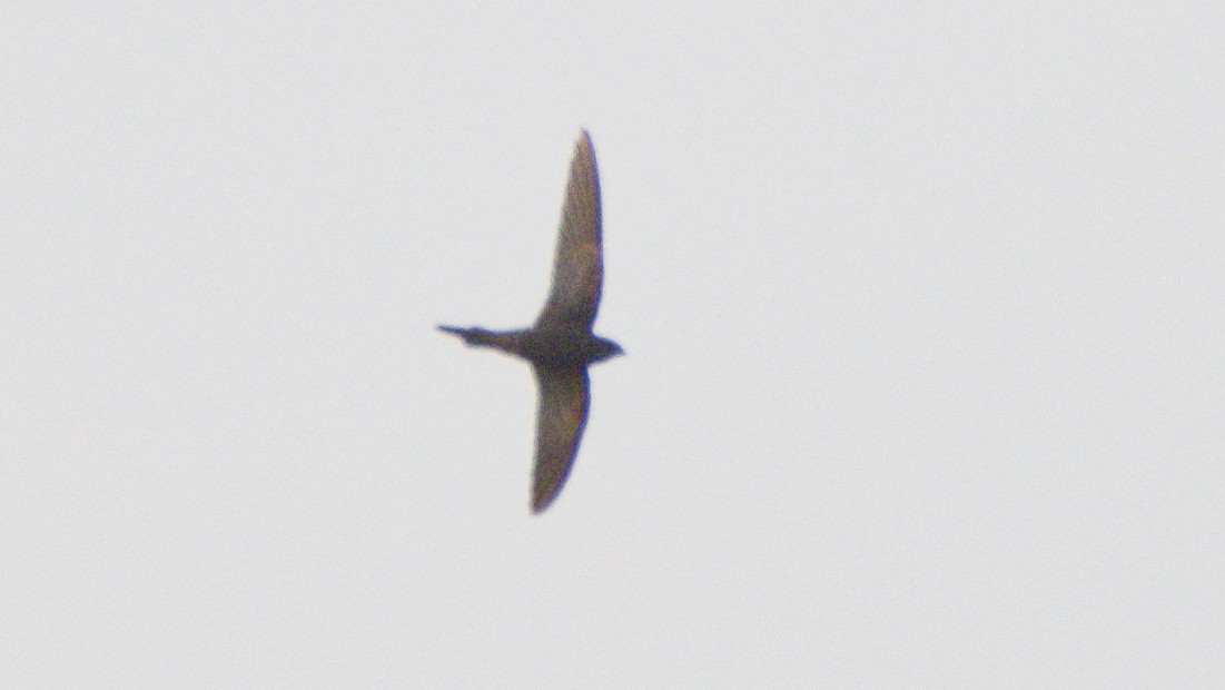 Vencejo Común - ML626853424