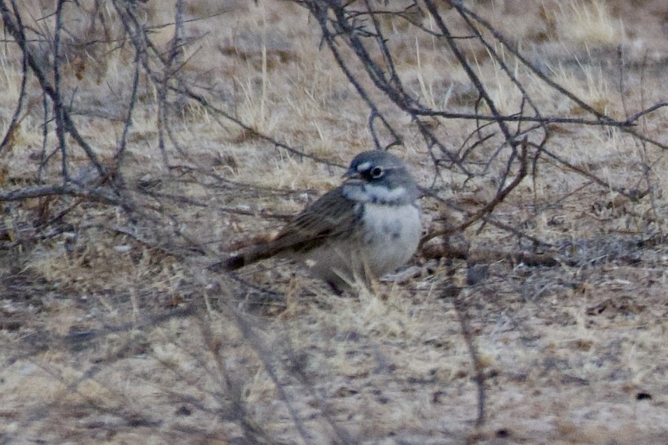 Sagebrush Sparrow - ML626853437