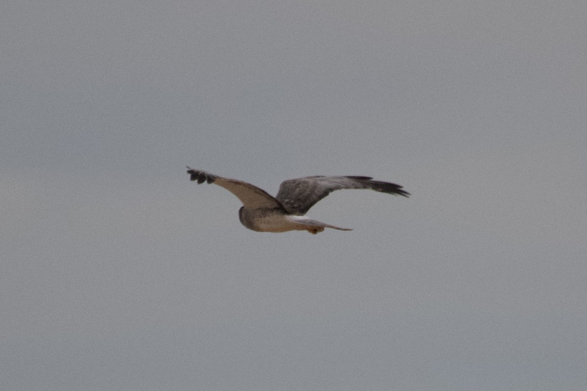 Northern Harrier - ML626853440