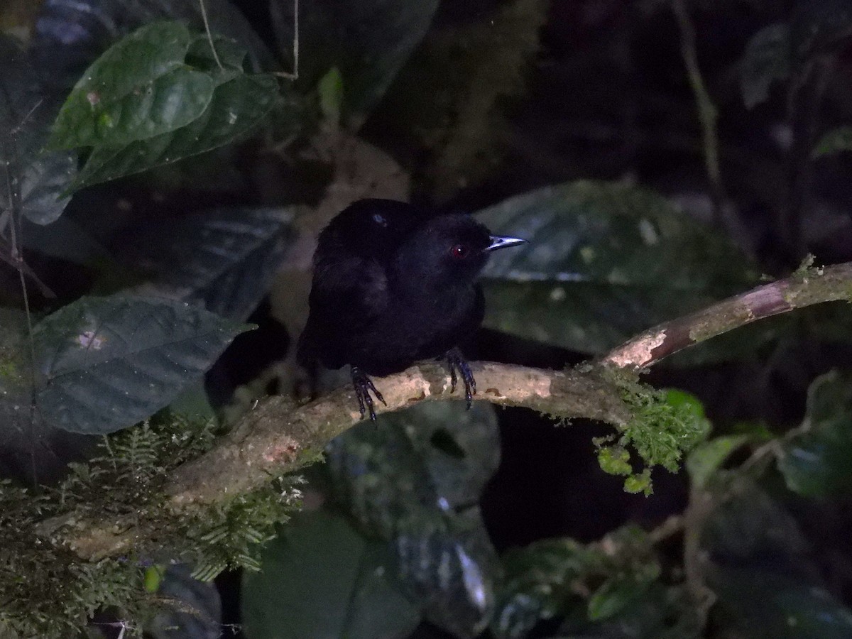 Western Fire-eye (Black-bellied) - ML626853486