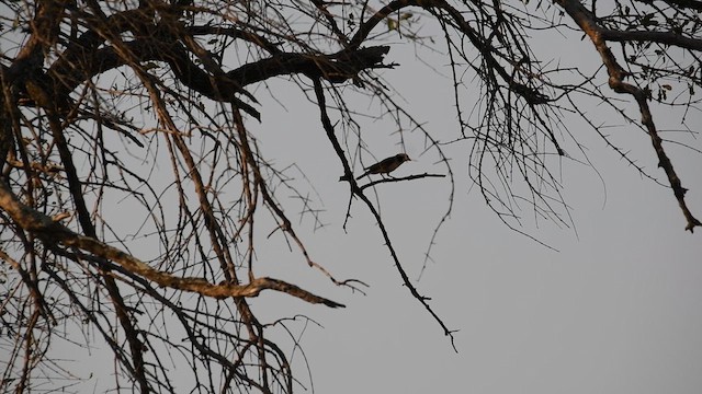 White-crowned Shrike - ML626853488