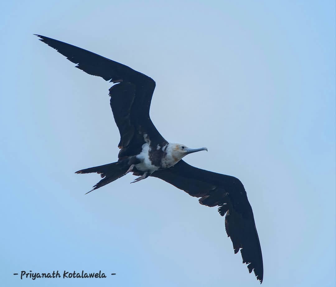 Christmas Island Frigatebird - ML626853592