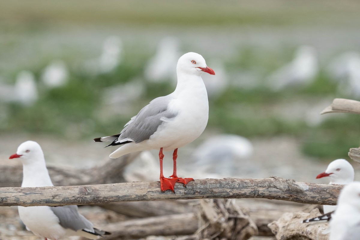 racek australský (ssp. scopulinus) - ML626853725