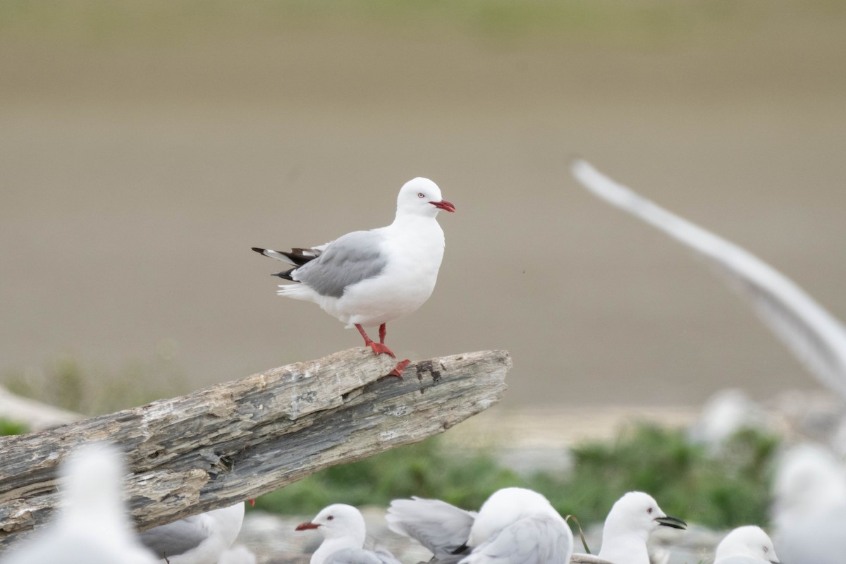 racek australský (ssp. scopulinus) - ML626853726