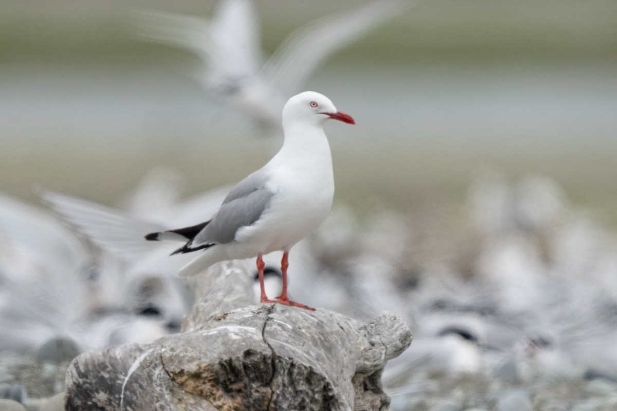 racek australský (ssp. scopulinus) - ML626853727
