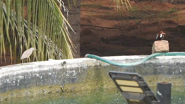 White-throated Kingfisher - ML626853847