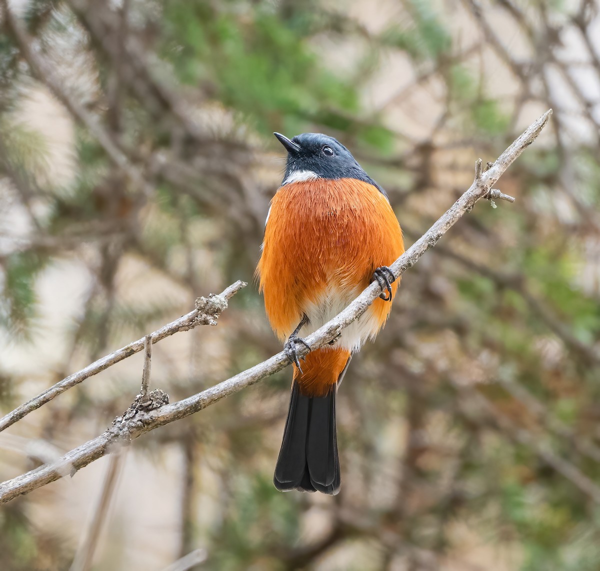 White-throated Redstart - ML626853866