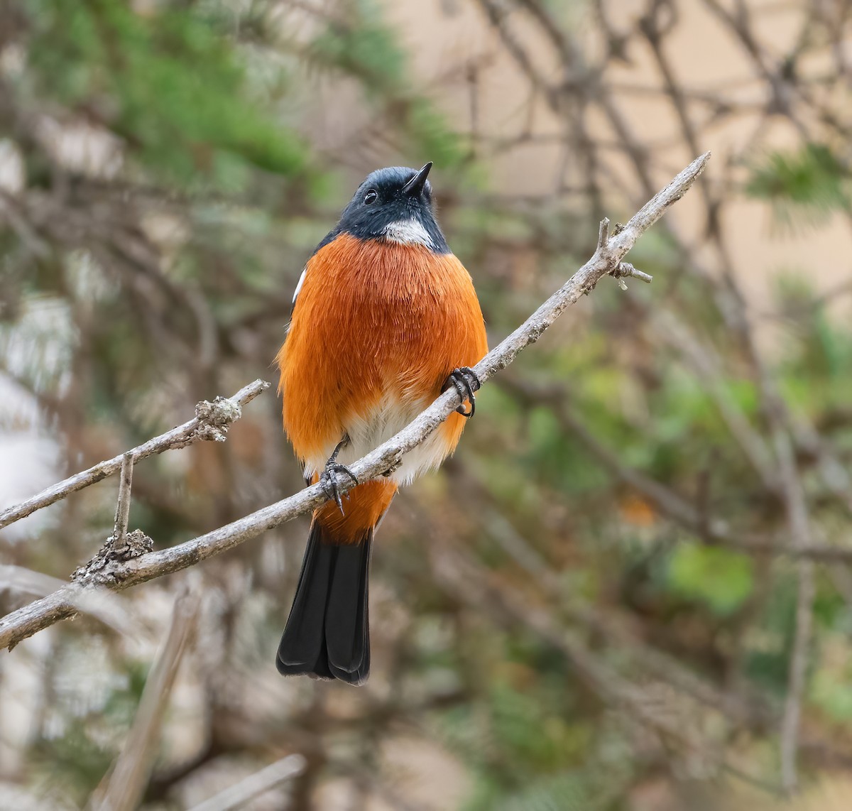 White-throated Redstart - ML626853867