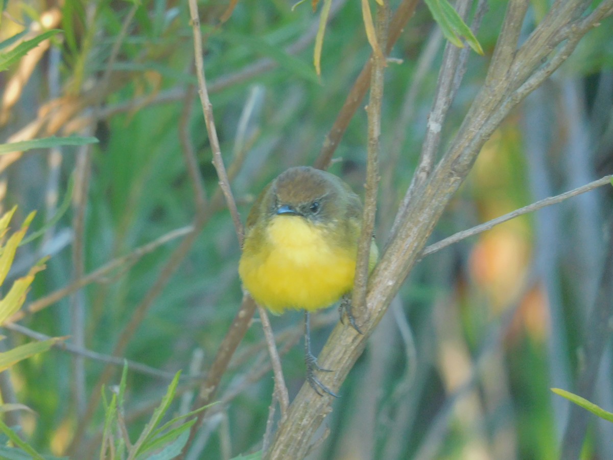 Ticking Doradito - ML626853927